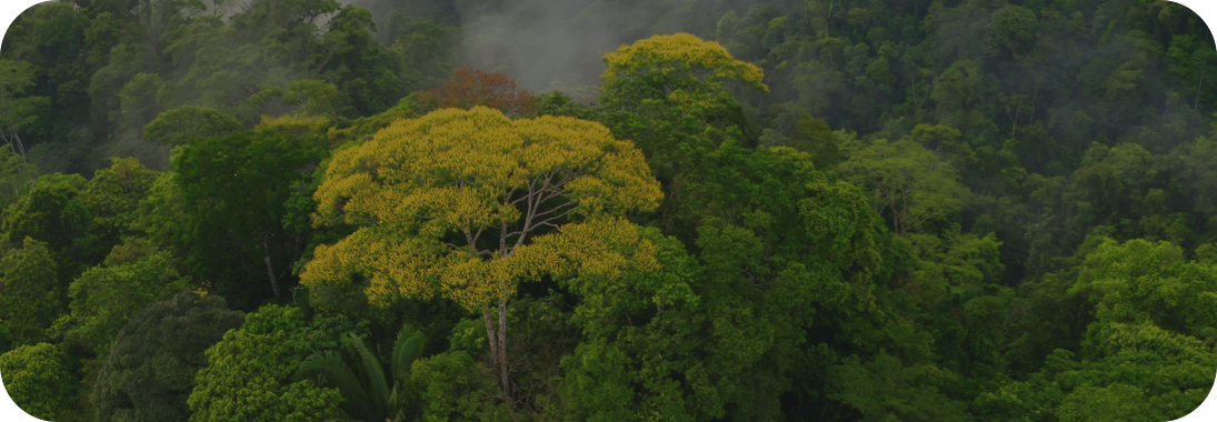 Imagem de uma floresta, com diversas árvores com colorações verdes e amarelas nas folhas.