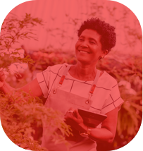 Uma mulher mais velha mexendo nas plantas com um macacão e segurando um tablet na outra em um ambiente de plantação.