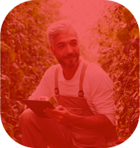 Homem de cabelo branco e macacão marrom agachado em uma plantação e segurando um tablet enquanto olha para as plantas.