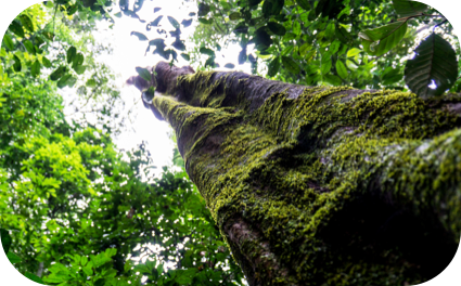 Tronco de uma árvore com muitos musgos e com folhas nas pontas com um céu claro ao fundo.
